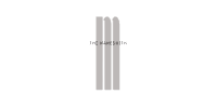 Client 40